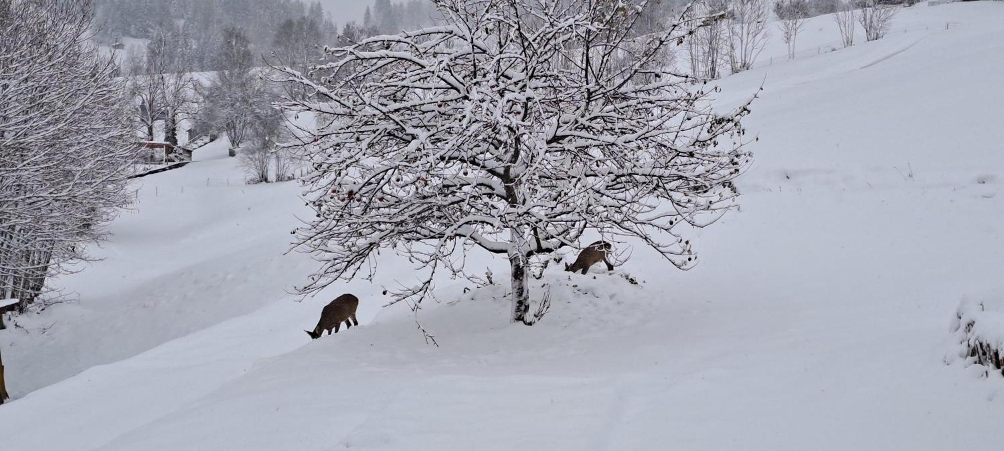 Ferienwohnung Langeck Maria Alm am Steinernen Meer Exteriér fotografie