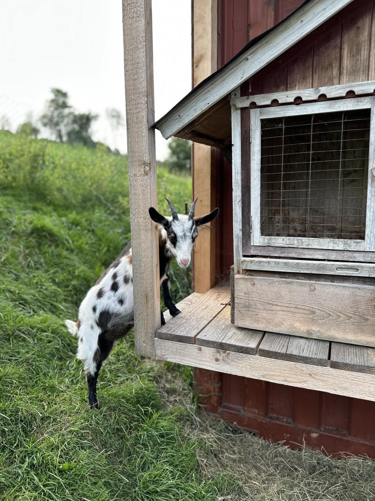 Ferienwohnung Langeck Maria Alm am Steinernen Meer Exteriér fotografie